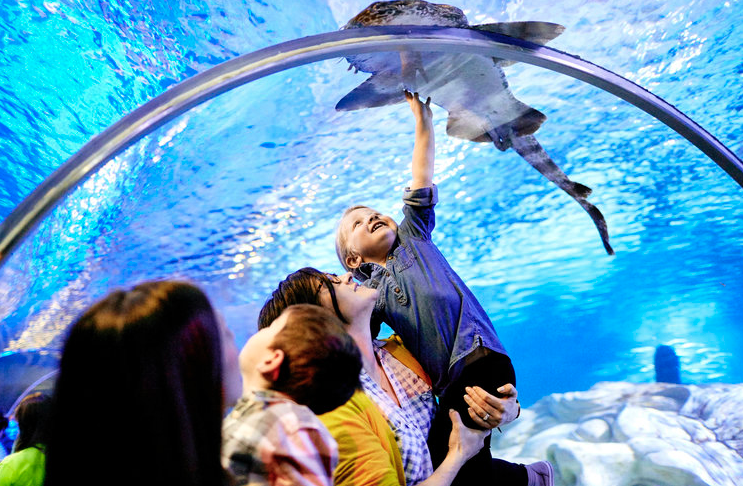 Looking For A Fun Getaway? Head To Minnesota's Mall Of America! ~ Sea Life Aquarium