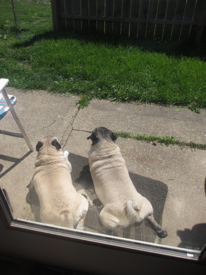 bonded pug pair