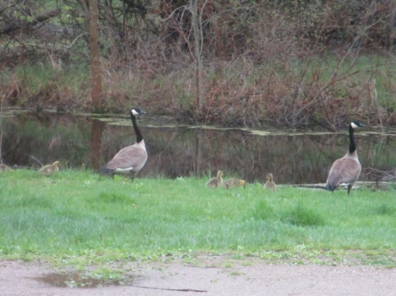 Geese in the yard