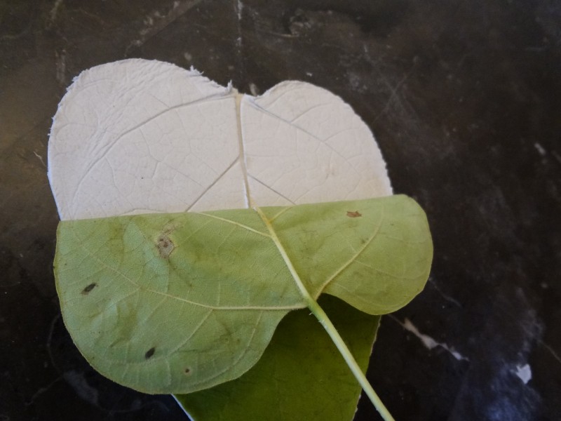 DIY Leaf bowls 