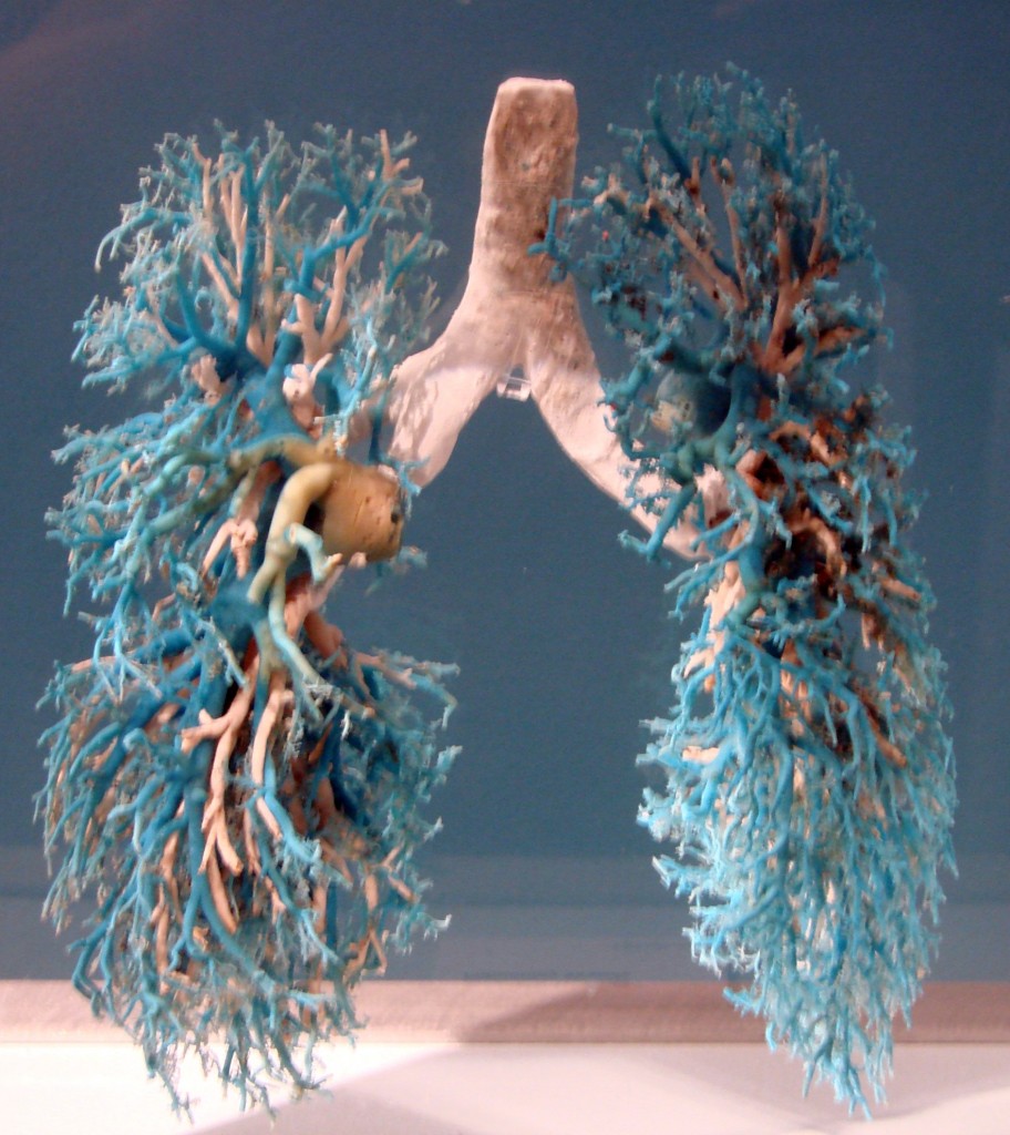 Bodies Revealed Emily Reviews