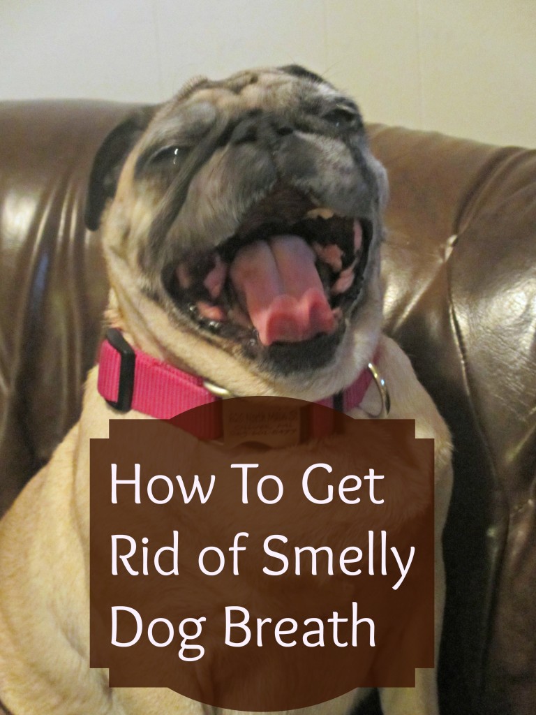 Getting Rid Of Bad Dog Breath Emily Reviews