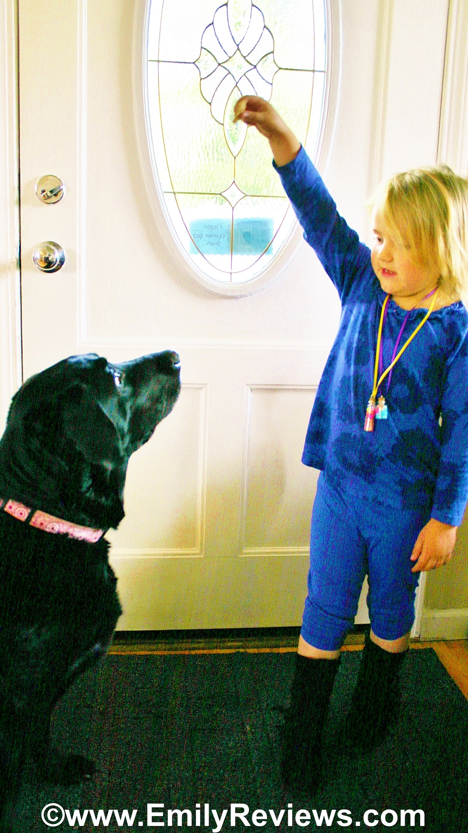 Grandma Lucy's Natural Dog Food & Treats Review Emily Reviews