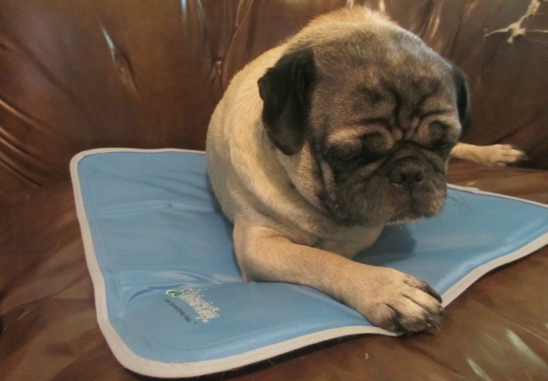 frank the pug cool pet mat