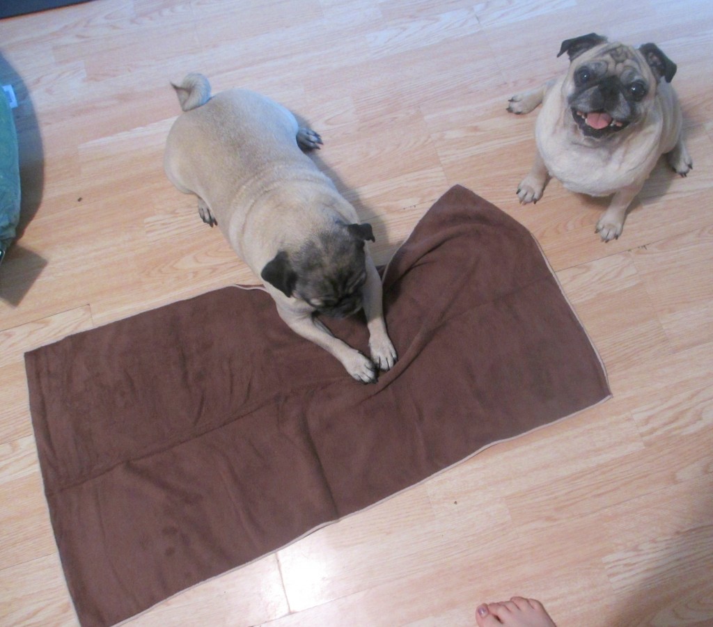 ECloth Extra Absorbant, QuickToDry Dog Towel Review & Giveaway (5/19