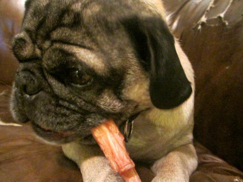 i and love and you bully stick pug