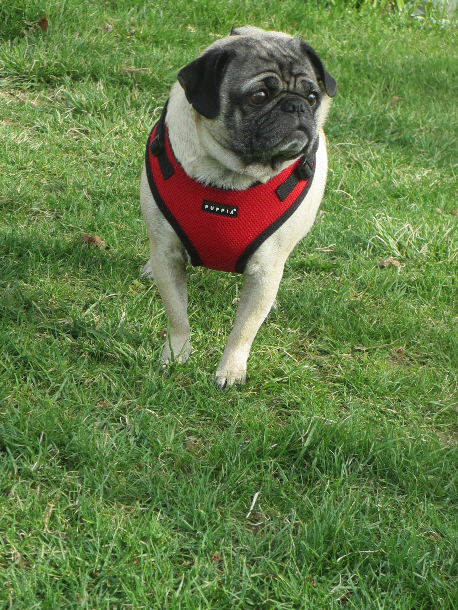 Best Harness Big Pug