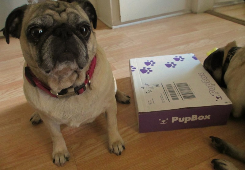 Pup Box Subscription Box Review