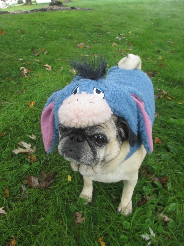 Eeyore dog costume petsmart