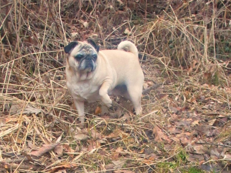 beans the pug exploring outside