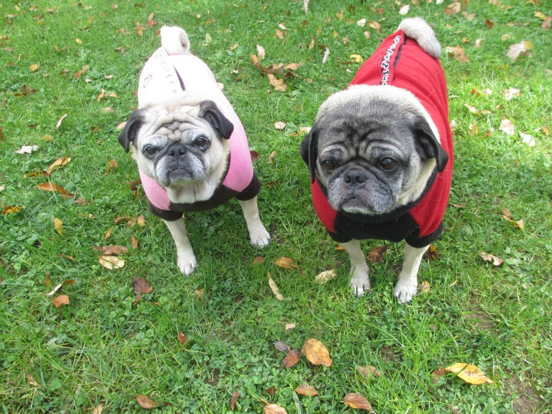 dog coats for pugs