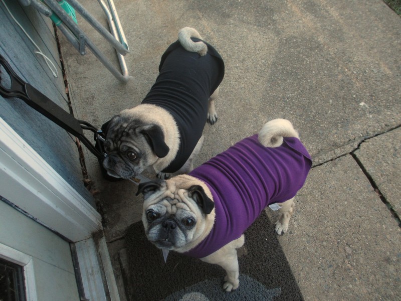 Petsmart Dog Sweater Size Chart