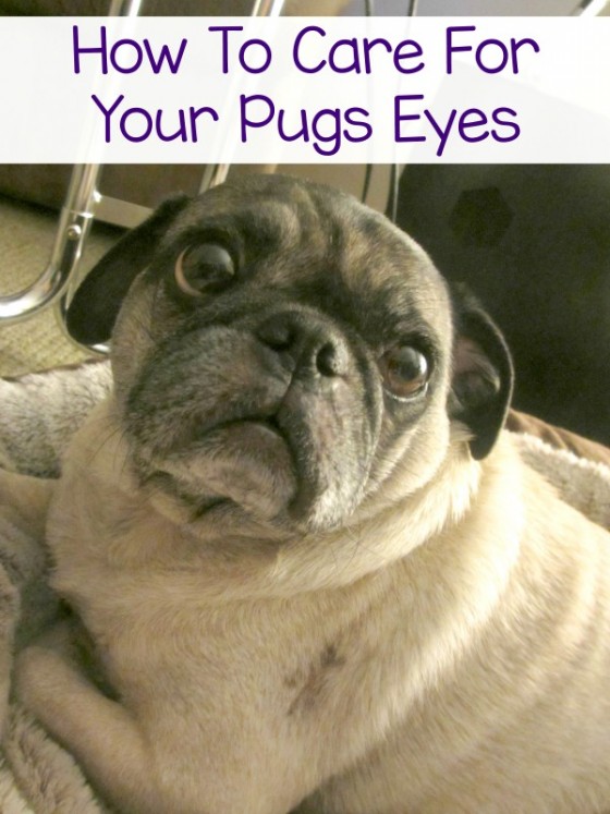 How I Care For My Pugs Eyes BayerExpertCare Emily Reviews