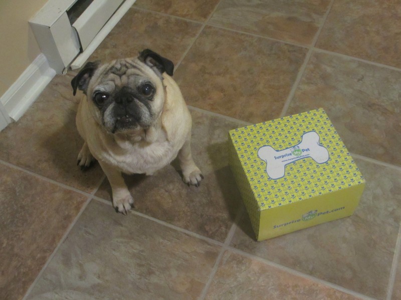 Surprise My Pet subscription box review