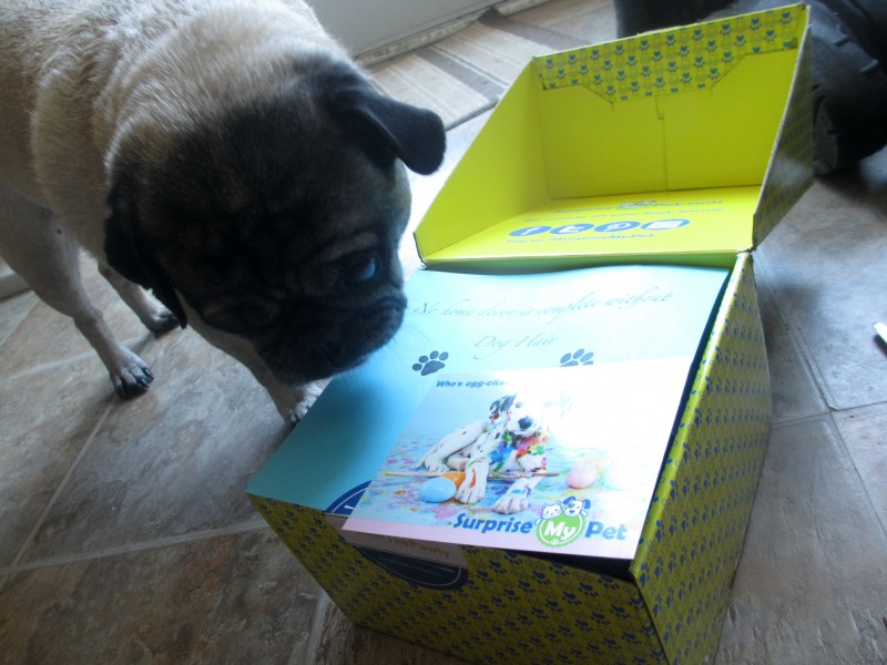 Surprise my pet subscription box review