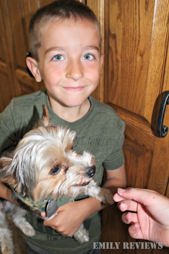 PetGiftBox Summer Fun Gift Box For Our Yorkies! {Dog & Cat