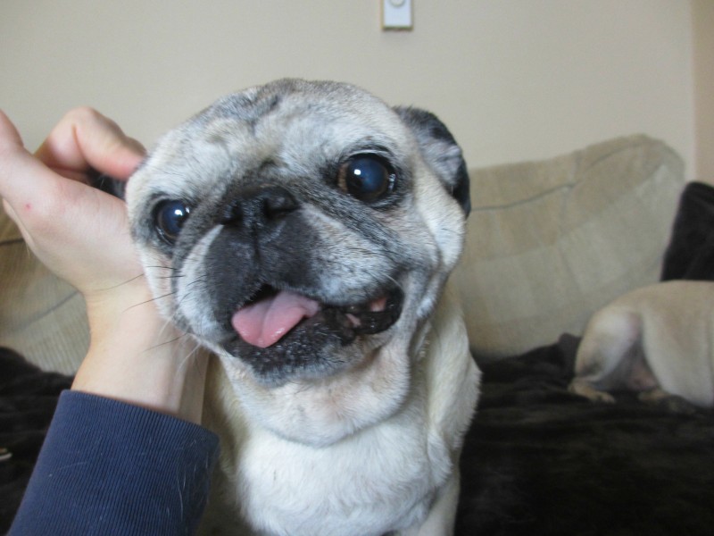 Beans adopted pug