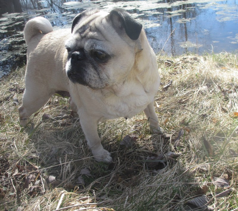 Do pugs shed? How much?