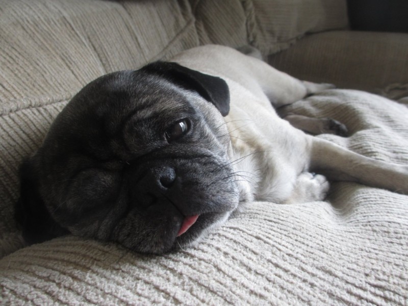 Frank pug carefree