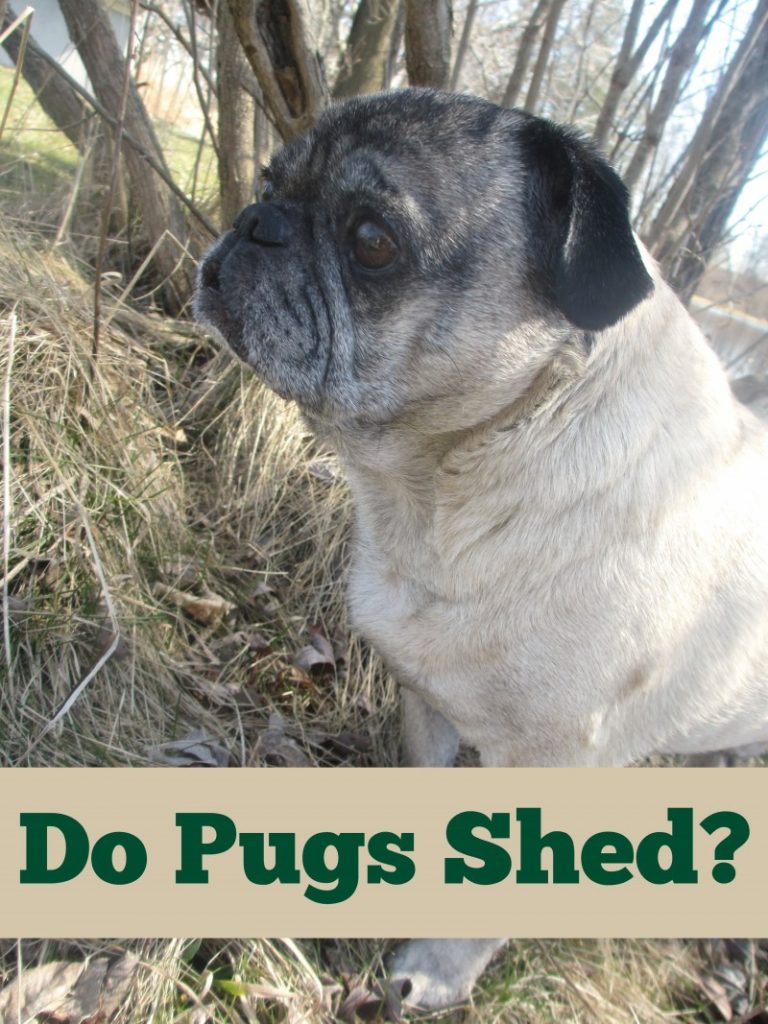 Do Pugs Shed? Emily Reviews