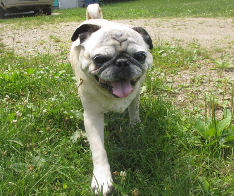 Beans playing outside