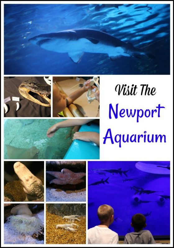 newport aquarium california shark bridge newport aquarium california shark bridge
