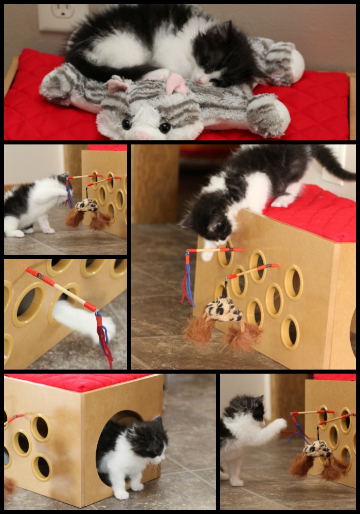 Bootsie’s Bunk Bed and Playroom