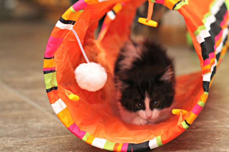 Pet Magasin: Collapsible Cat Tunnel Toys (2-Pack) - A great interactive toy! Cats love to run into tunnels, and the crinkly fabric of these gives them added interest. There's a peephole in the longer tunnel, and dangling ball toys in both. Collapsible for compact storage. They're spring-loaded, so they pop open and are ready for play instantly.