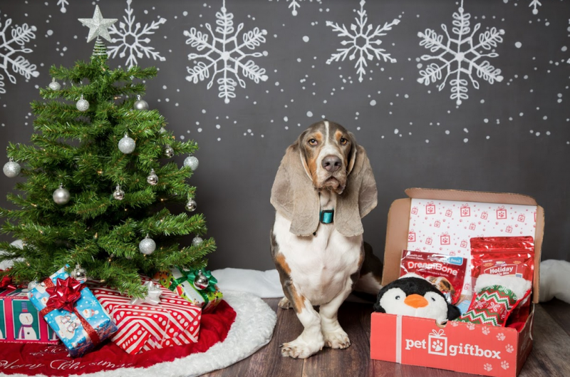 PetGiftBox Pet Subscription Box for dogs and cats.