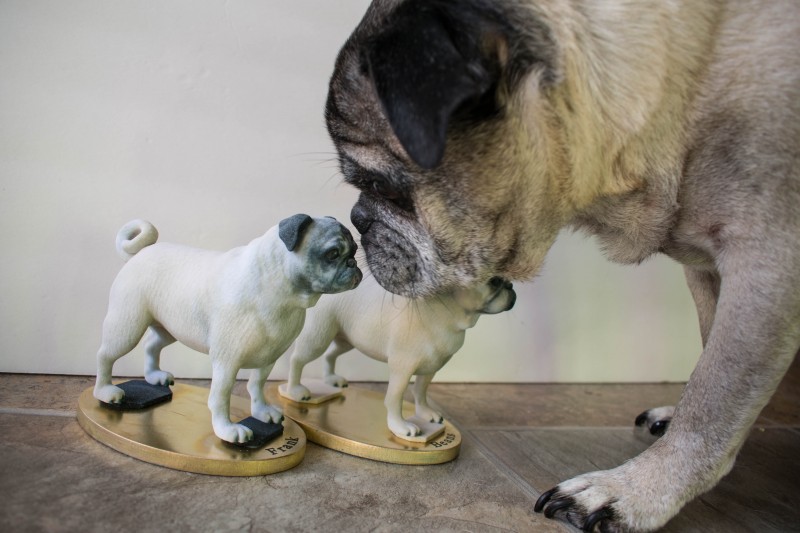 Real dog with dog figurine arty lobster pug