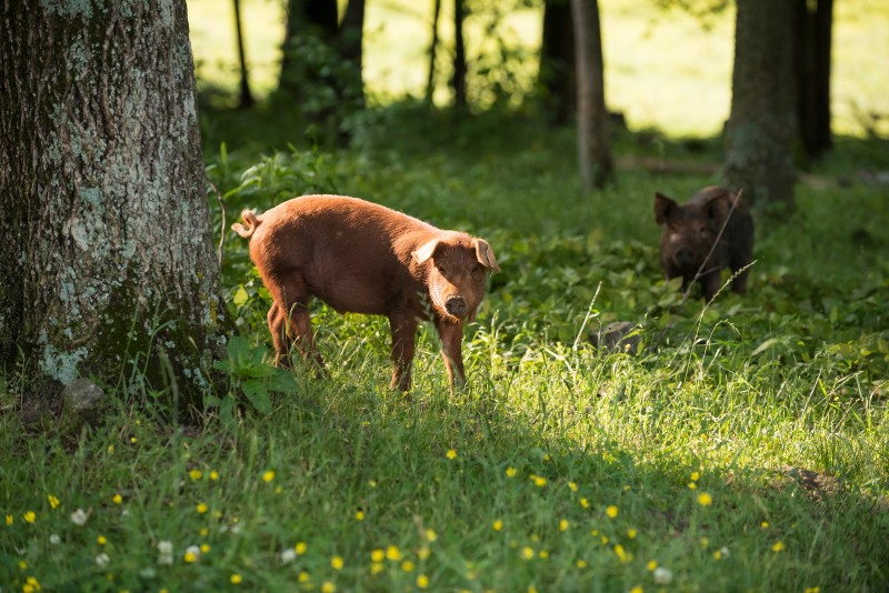 Happy Grass Roots Pig