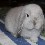 6 Things You Need To Know Before Getting A Bunny As A Pet
