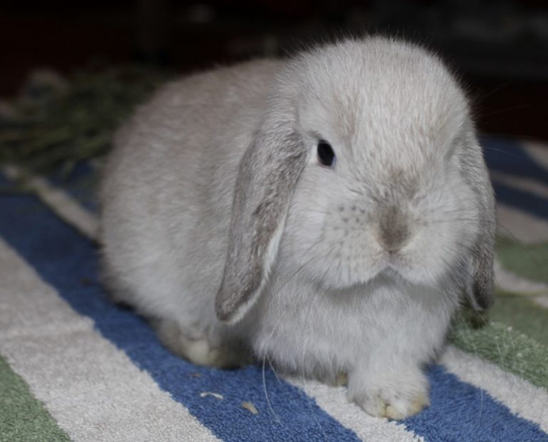 6 Things You Need To Know Before Getting A Bunny As A Pet Emily Reviews