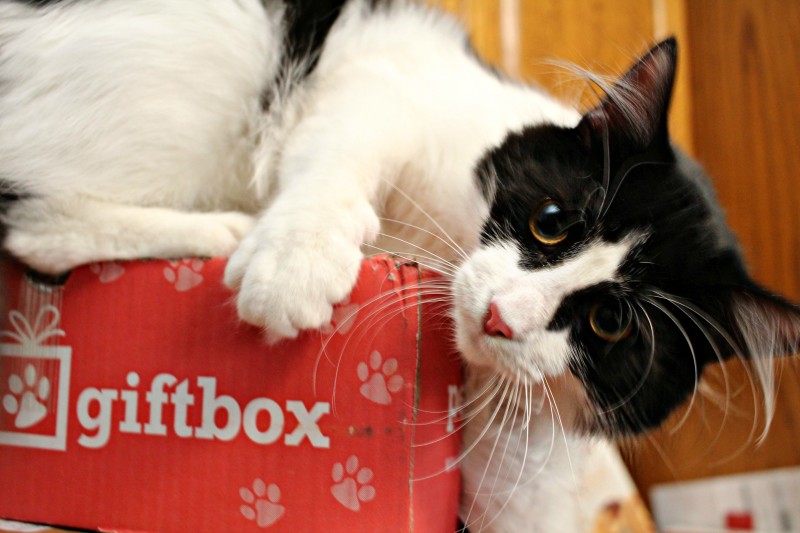 Pet Gift Box Discount {Mail For Your Furry Family Member}