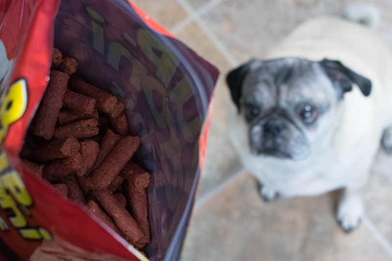 Pup-peroni dog treats pug begging