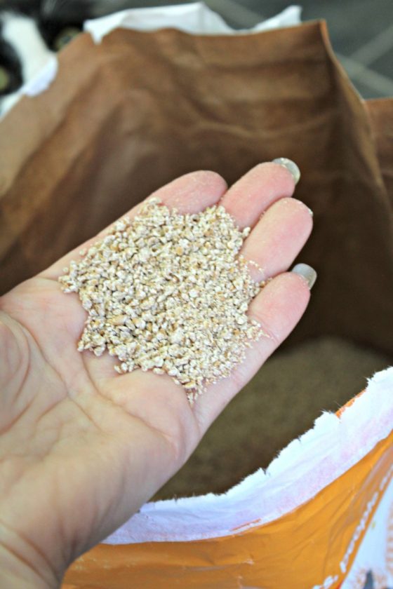 sWheat Scoop Premium+ Natural Clumping Wheat Cat Litter From