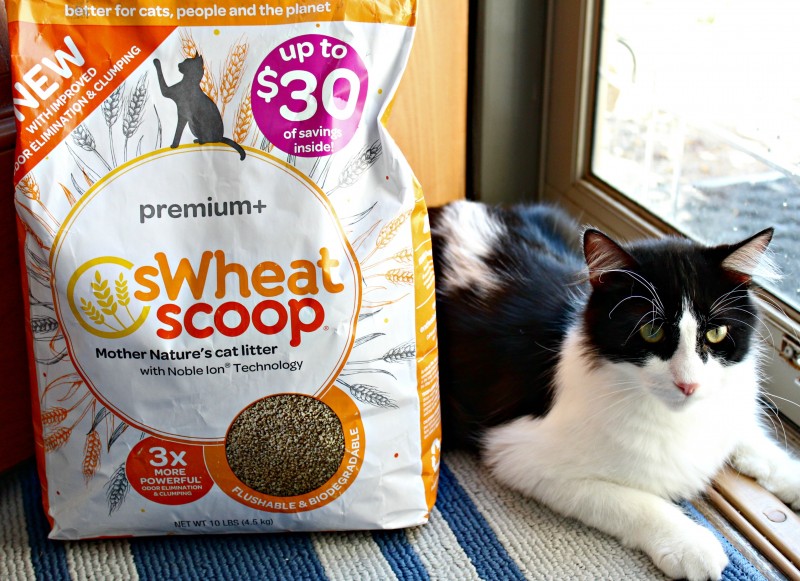 sWheat Scoop Premium+ Natural Clumping Wheat Cat Litter From Chewy.com