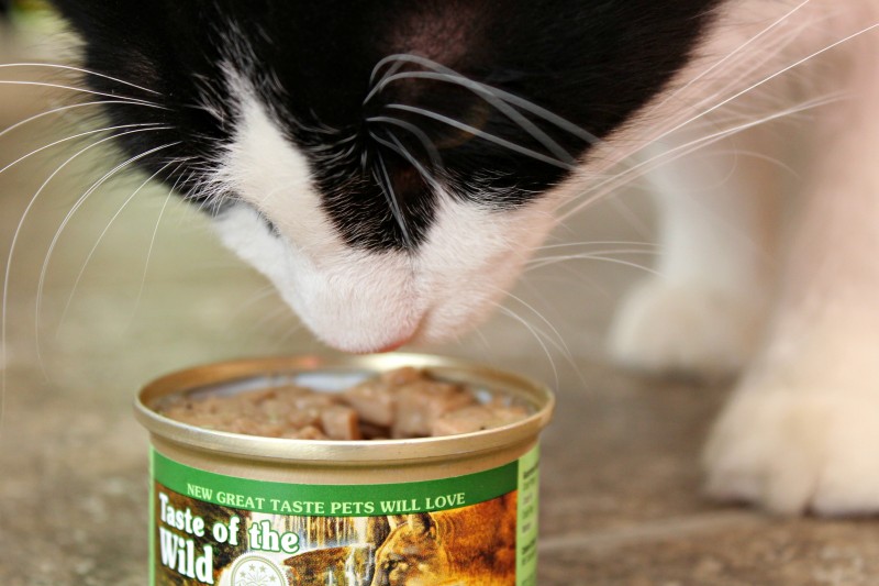 Chewy taste of the wild cat online