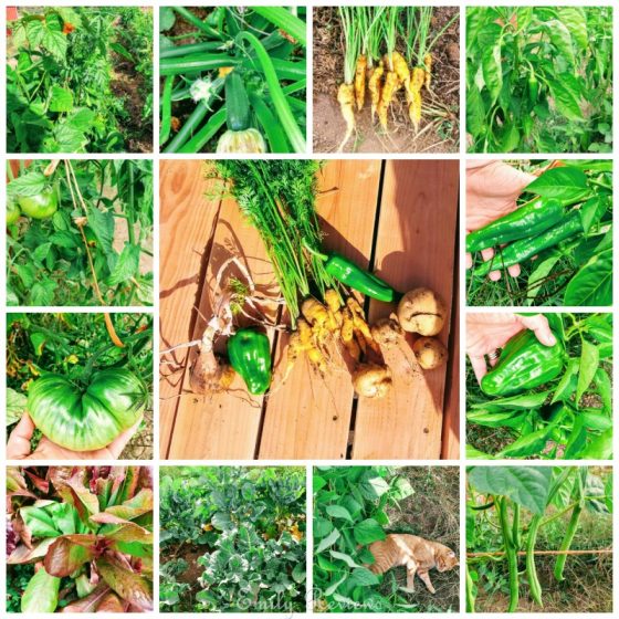 Baker Creek Heirloom Garden Seeds Review Emily Reviews