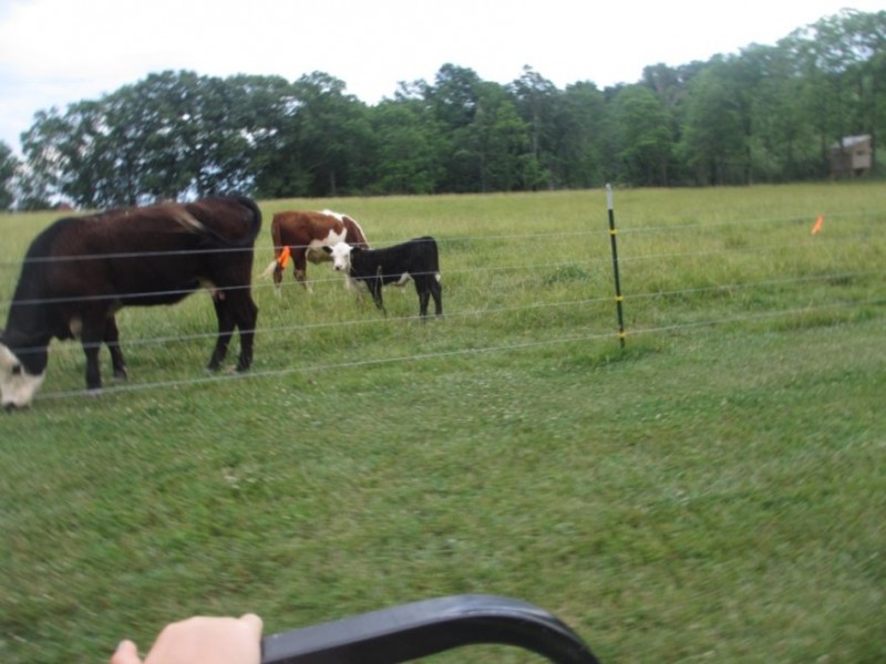 Dad's cows