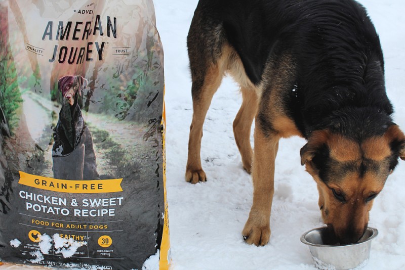 American Journey Dog Food From Chewy.com