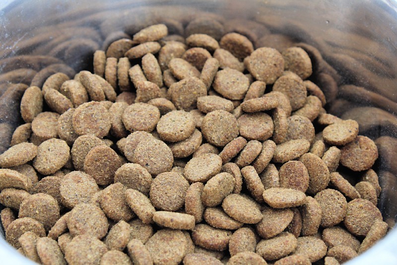 American Journey Dog Food From Chewy.com