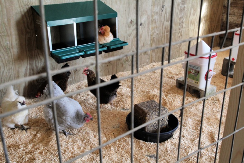 Thinking About Getting Chickens? Here's What You Need To Know!