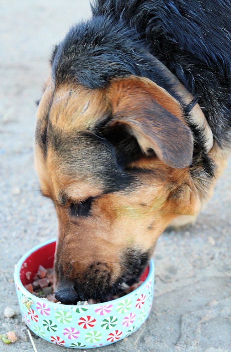 Pet Plate - Order Nutritious, Ready To Eat Dog Food In Pre-Portioned Cups