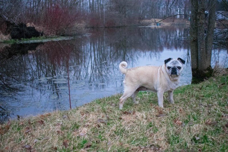 trachea collapse pug coughing and gagging