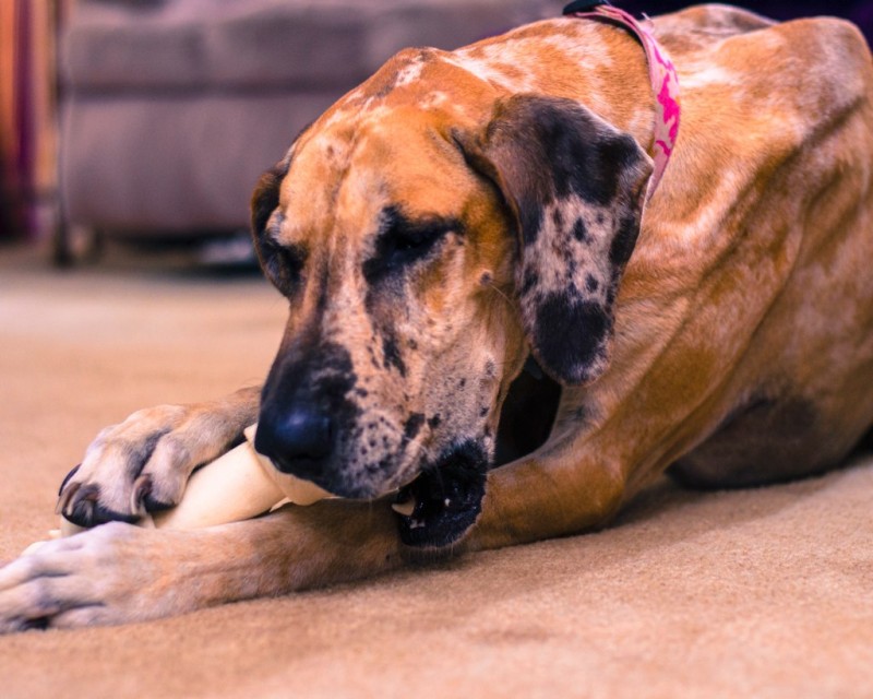 Three tips to prevent bloat in great danes