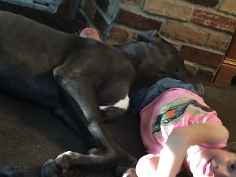 why great danes are the best family dogs