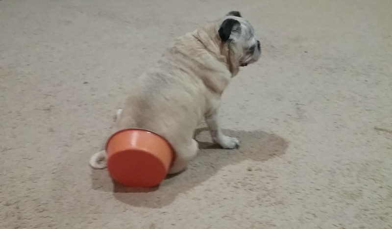 pug going blind