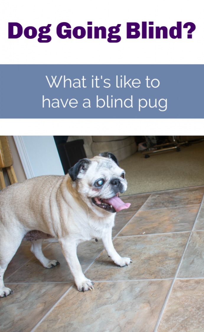 pug going blind? What it's like to have a blind pug dog. #glaucoma #pugs #seniorpugs