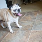 Pug Going Blind? What It’s Like To Have A 90% Blind Dog